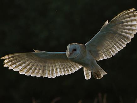 Christmas Carols and Owls By Moonlight at The Hawk Conservancy Trust