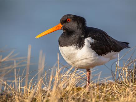 Bird Walk and Breakfast at Lepe Country Park