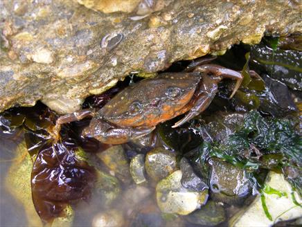 Nature Detectives at Lepe Country Park