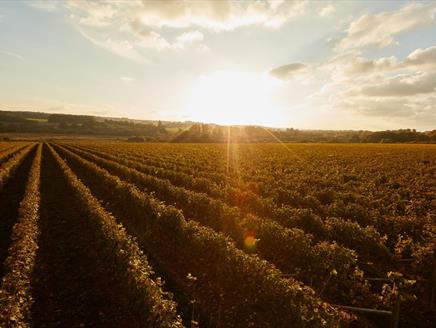 The Grange Hampshire - Wine Tour, Picnic and Tasting