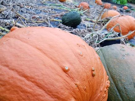 Carve it, Cook it; Halloween Special at Lainston House Hotel's Season Cookery School