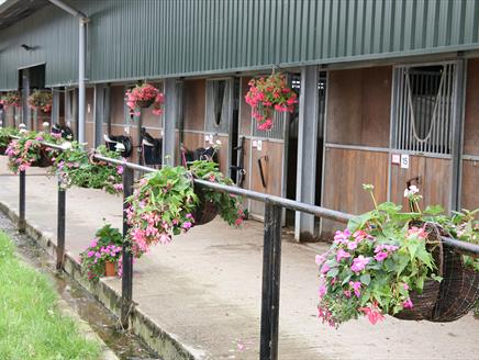 Teddy Bear's Picnic at Quob Stables