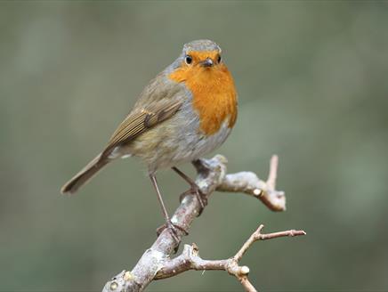 The RSPB: Big Garden Birdwatch at Sir Harold Hillier Gardens
