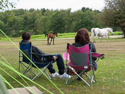 Roundhill Campsite, New Forest: Visit-Hampshire.co.uk