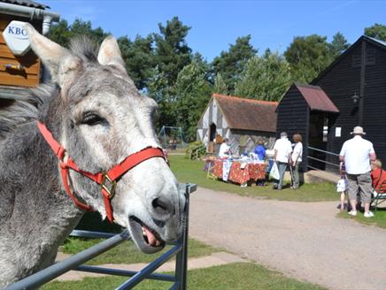 Donkey Day Out at the Rural Life Centre