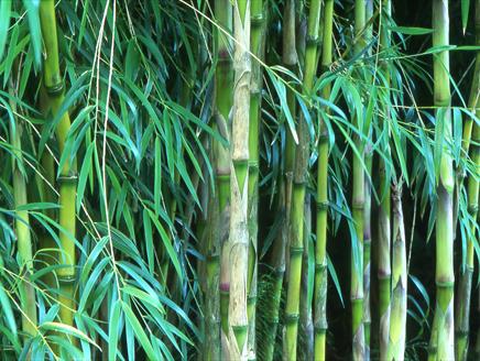 Bamboo Delight Dinner at Sir Harold Hillier Gardens