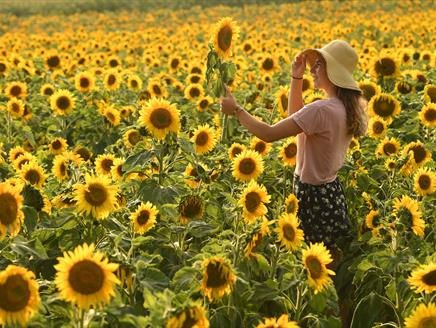 Maize Maze & PYO Sunflowers