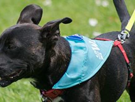 Big Walkies takes over Portsmouth