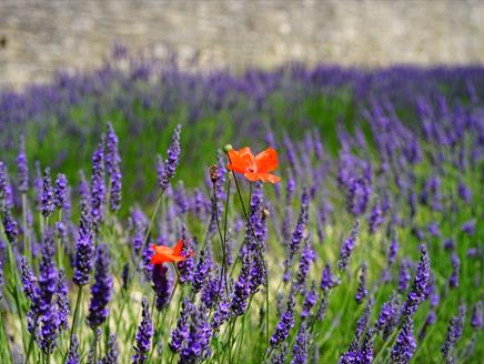 The Scented Garden Talk at Tadley Library