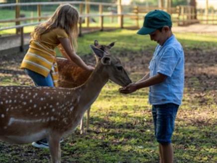 Children hand feeding deer
