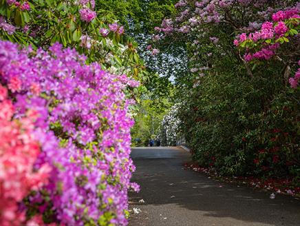 Seasonal Spotlight tours - Rhododendrons and Azaleas at Exbury Gardens & Steam Railway