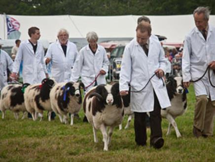 Romsey Agricultural Show - Sheep