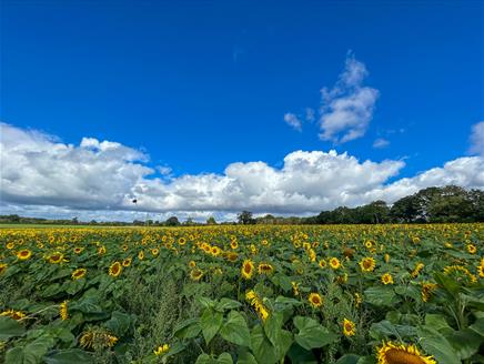 Silkstead Sunflowers