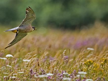 Sky Hunters at Sunset at The Hawk Conservancy Trust