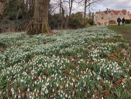 Snowdrop Sunday at Chawton House