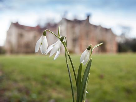 Chawton House Snowdrop Sunday