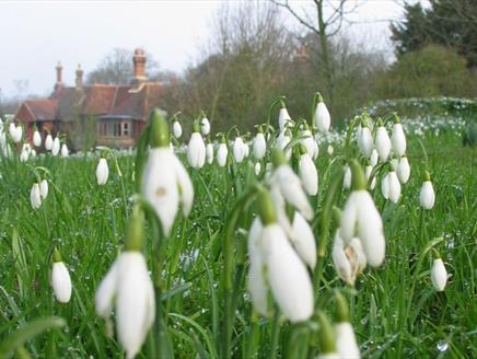 Snowdrop Weekend at Gilbert White's House & Gardens