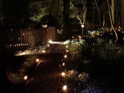 Snowdrops by Candlelight