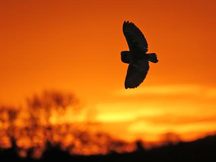 Evening Owls at Hawk Conservancy Trust