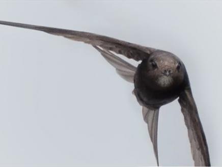 Saving Hampshire's Swifts at Gilbert White's House