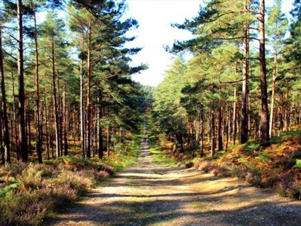 Cycling at Swinley Forest