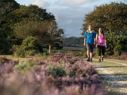 New Forest Walking Festival