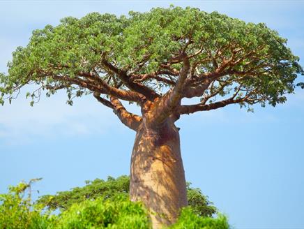 The Awongalema Tree Play in a Day at The Lights Theatre
