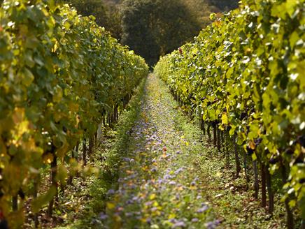 The vineyard at The Grange