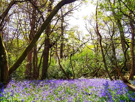 Woodland Bluebells Walk at The Vyne