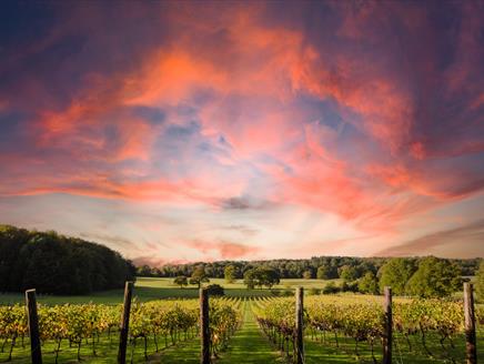 Quob Park sunset over vineyard