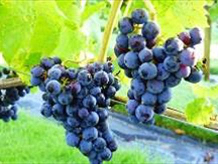 From Vine to Wine