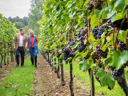 Hampshire Vineyards Tour
