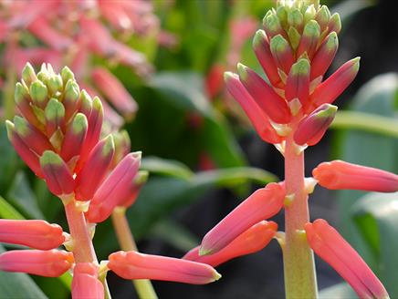 Lachenalia and Orchid Exhibition at Exbury Gardens