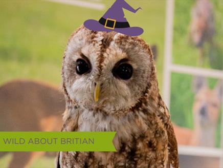 Image of Wild Native British Owl wearing a Witches Hat for October half term events at Sky Park Farm