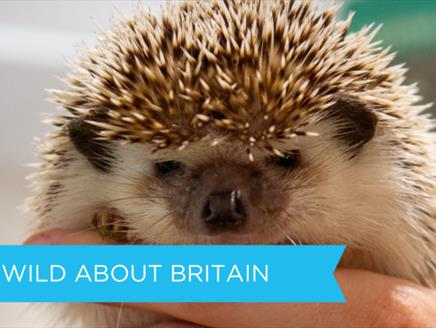 Photograph of hedgehog held in the the palm of someone's hands.