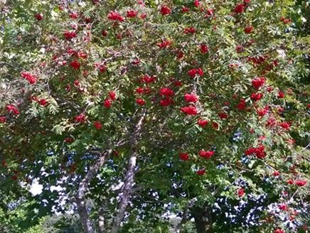 Rowan tree