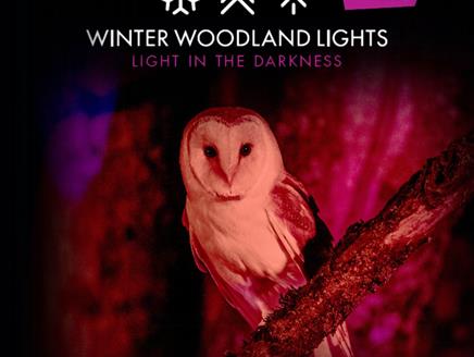 Winter Woodland Lights at Hawk Conservancy Trust