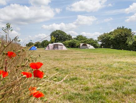 Watercress Campsite