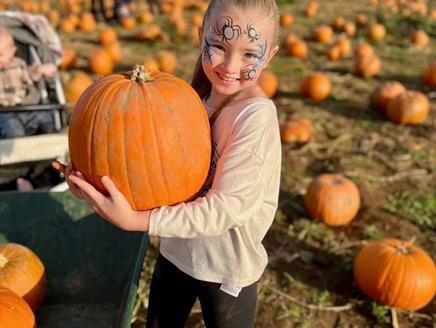 The Rogate Pumpkin Patch
