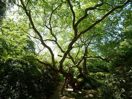 Seasonal spotlight tours - Veteran Trees at Exbury Gardens & Steam Railway
