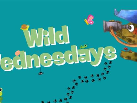 Wild Wednesday: Beautiful Butterflies