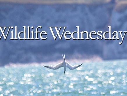 Wildlife Wednesdays at Hurst Castle