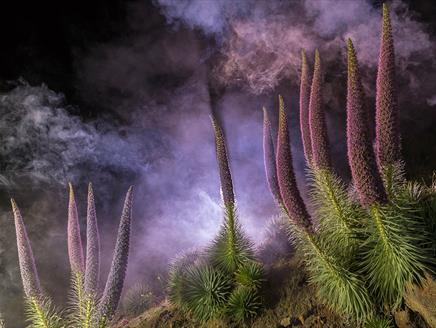 International Garden Photographer of the Year Exhibition at Willis Museum