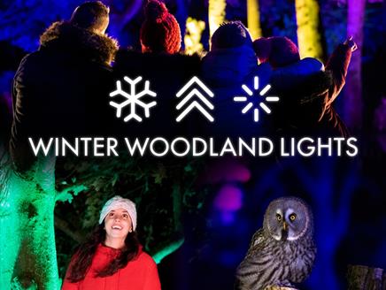 Winter Woodland Lights at Hawk Conservancy Trust