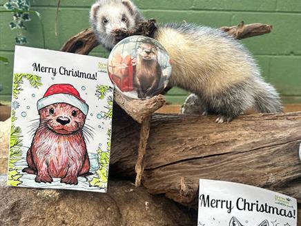 Winter Wildlife Wonders at New Forest Wildlife Park