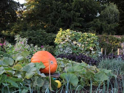 Pumkpin in the Walled Garden