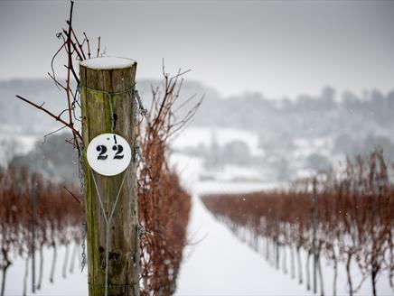 Hambledon Vineyard Festive, Fairy Lights and Fizz Afternoon Tea