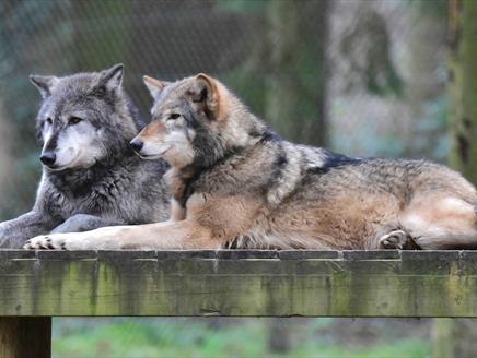 Mother's Day Quiz at New Forest Wildlife Park
