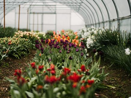 Home Farm Tours at Heckfield Place