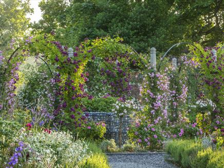 Celebrating the Roses at Mottisfont